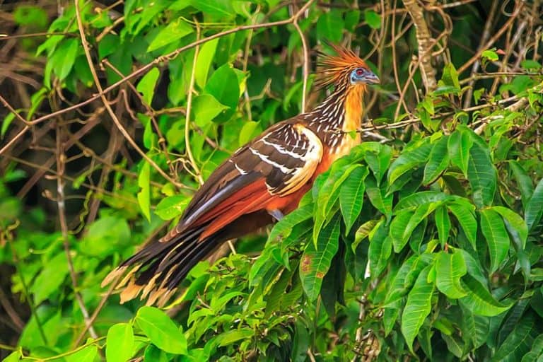 Hoatzin l Amazing Smelly Bird - Our Breathing Planet