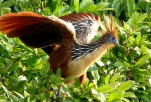 Hoatzin, Opisthocomus hoazin