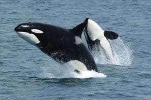 Orca, Orcinus orca