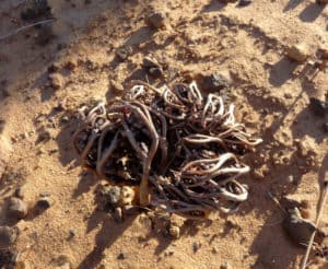 Rose of Jericho, Anastatica hierochuntica