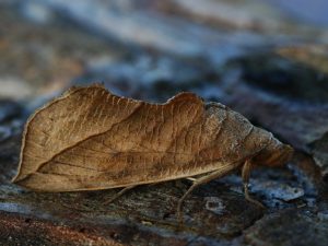 Vampire Moth, Calyptra orthograpta