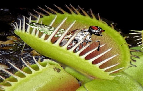 Encounter a menacing carnivorous plant known as the putrid