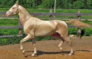 Akhal Teke, Equus ferus caballus