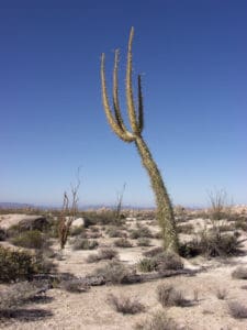 Boojum Tree, Fouquieria columnaris