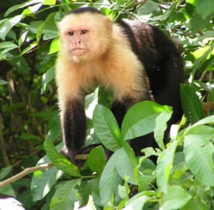 Capuchin, Cebus capucinus