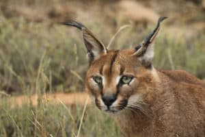 Caracal caracal