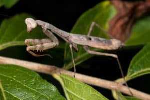 Carolina Mantis, Stagmomantis carolina