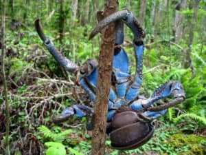 Coconut Crab, Birgus latro