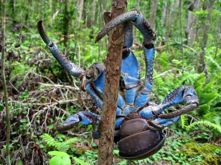 Coconut Crab l Astounding Arthropod - Our Breathing Planet