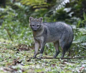 Crab Eating Fox, Cerdocyon thous