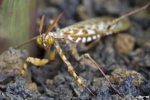 Devils Flower Mantis, Idolomantis diabolica