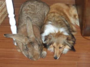 Flemish Giant Rabbit, Oryctolagus cuniculus