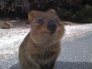 Quokka, Setonix brachyurus