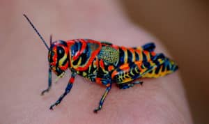 Rainbow Grasshopper, Dactylotum bicolor