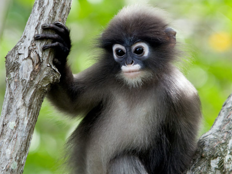 silvery-lutung-l-exciting-primate-our-breathing-planet