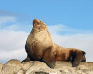 Steller Sea Lion, Eumetopias jubatus