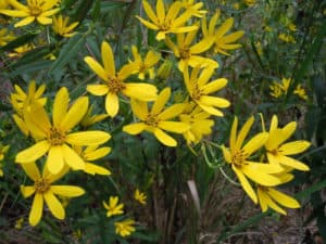 Schweinitz Sunflower, Helianthus schweinitzii