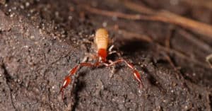 Yosemite Cave Pseudoscorpion, Parobisium yosemite