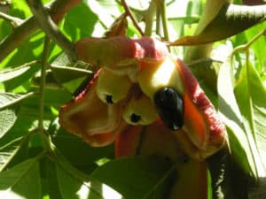 Ackee Tree, Blighia sapida