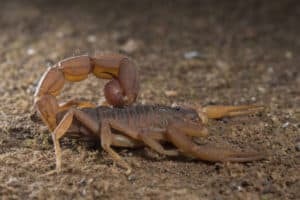 Arizona Bark Scorpion, Centruroides sculpturatus