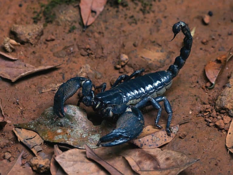 Asian Forest Scorpion l Dazzling - Our Breathing Planet