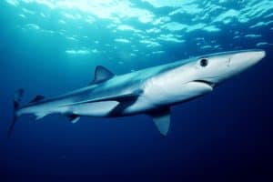 Blue Shark, Prionace glauca