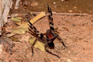 Brazilian Wandering Spider