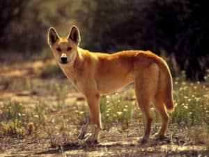 Dingo, Canis familiaris