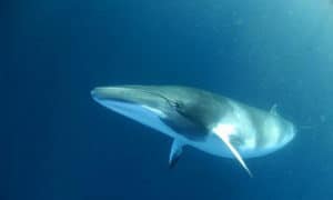 Fin Whale, Balaenoptera physalus