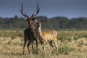 Javan Rusa, Rusa timorensis