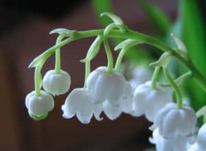 Lily of The Valley, Convallaria majalis