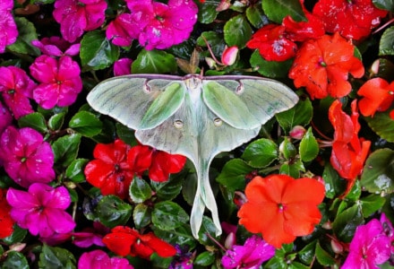 Luna Moth, Actias luna