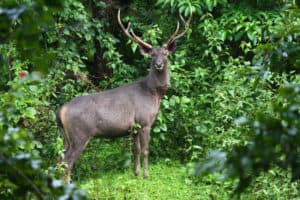 Sambar, Rusa unicolor