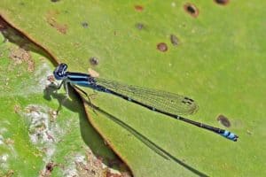 Socotra Bluet, Azuragrion granti