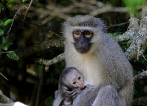 Vervet Monkey, Chlorocebus pygerythrus