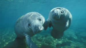 West Indian Manatee, Trichechus manatus