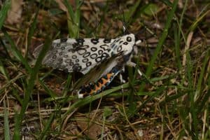 Giant Leopard Moth, Hypercompe scribonia