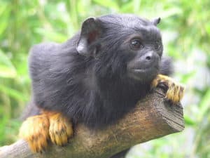 Golden-Handed Tamarin, Saguinas midas