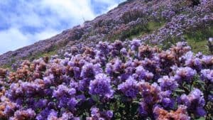 Kurinji, Strobilanthes kunthiana