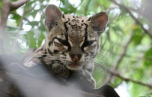 Margay, Leopardus wiedii