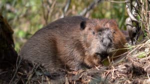 North American Beaver, Castor canadensis