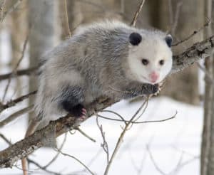 Opossum, Didelphimorphia