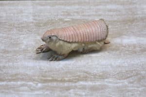 Pink Fairy Armadillo, Chlamyphorus truncatus