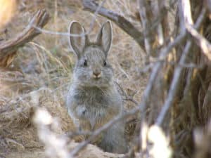 Pygmy Rabbit, Brachylagus idahoensis