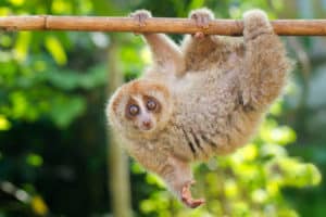 Slow Loris, Nycticebus