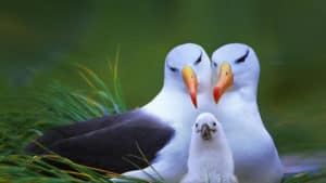 Albatross, Diomedeidae