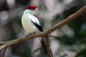 Araripe Manakin, Antilophia bokermanni