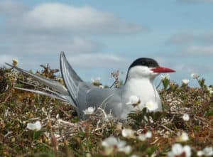 Arctic Tern, Sterna paradisaea