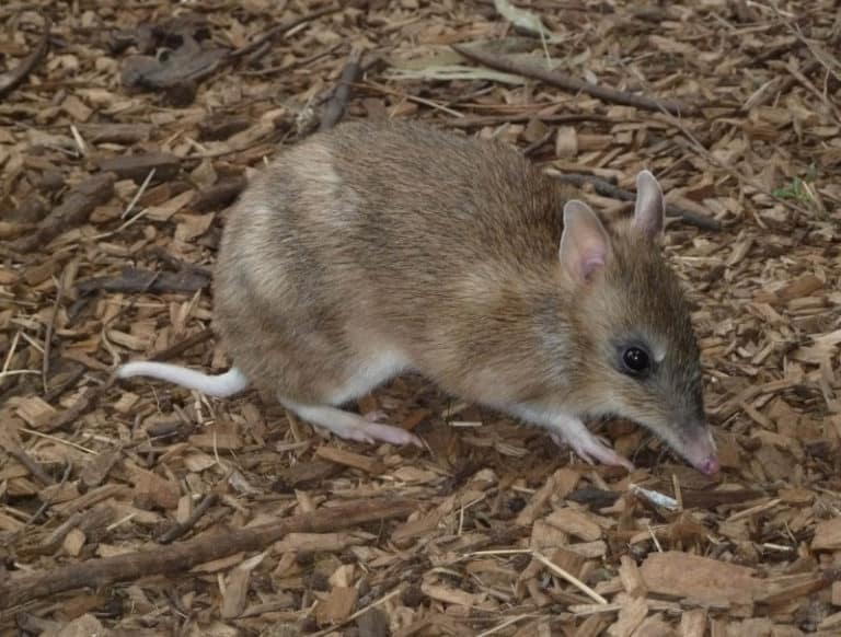 Bandicoot l Fascinating Marsupial - Our Breathing Planet