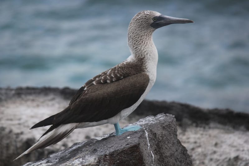 Blue-Footed Booby  National Geographic